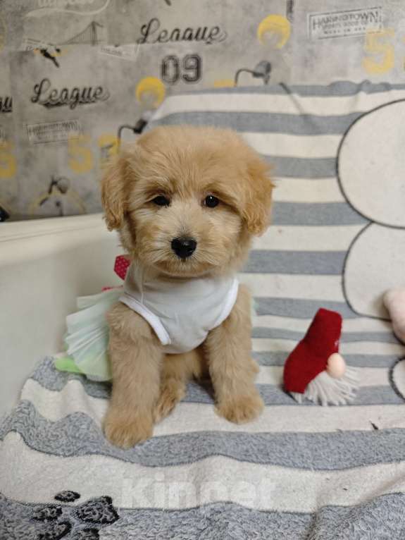 Собаки в Москве: Мальтипу Тедди девочка  Девочка, 85 000 руб. - фото 4