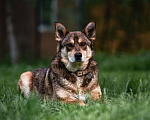 Собаки в Москве: Спокойный и дружелюбный пес Филя ищет дом! Мальчик, Бесплатно - фото 2
