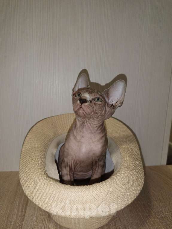 Кошки в Москве: Тигровая  Девочка, 45 000 руб. - фото 8