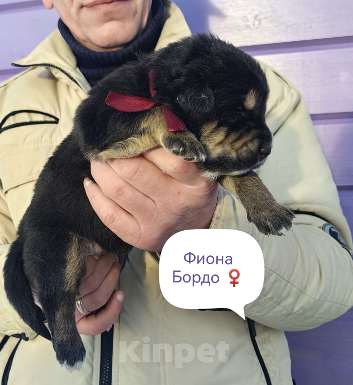 Собаки в Санкт-Петербурге: Щенки Банхара  Девочка, 95 000 руб. - фото 1