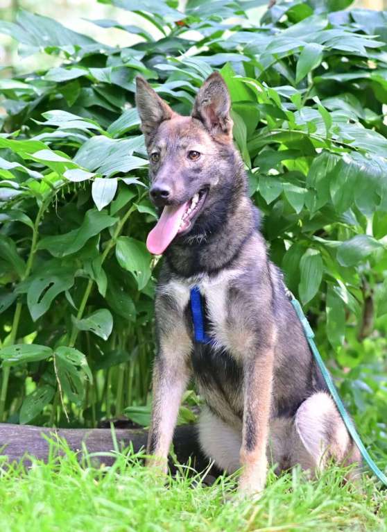 Собаки в Москве: Маленькая собачка Рита ищет дом Девочка, 1 руб. - фото 6