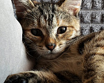 Кошки в Шатуре: Котенок в добрые руки Девочка, Бесплатно - фото 2