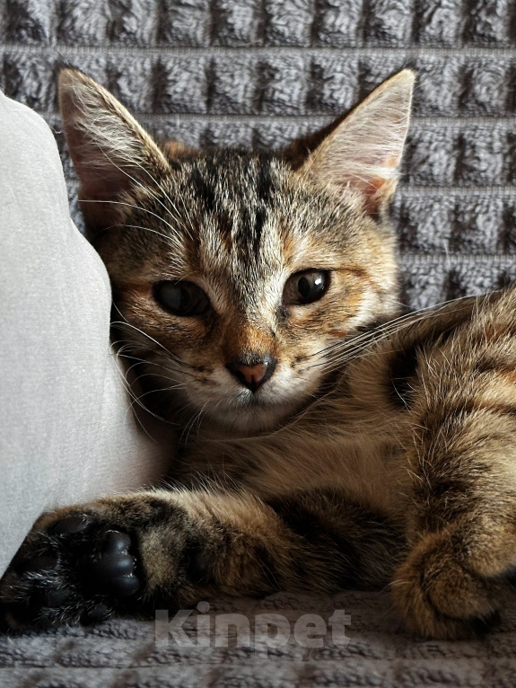 Кошки в Шатуре: Котенок в добрые руки Девочка, Бесплатно - фото 2