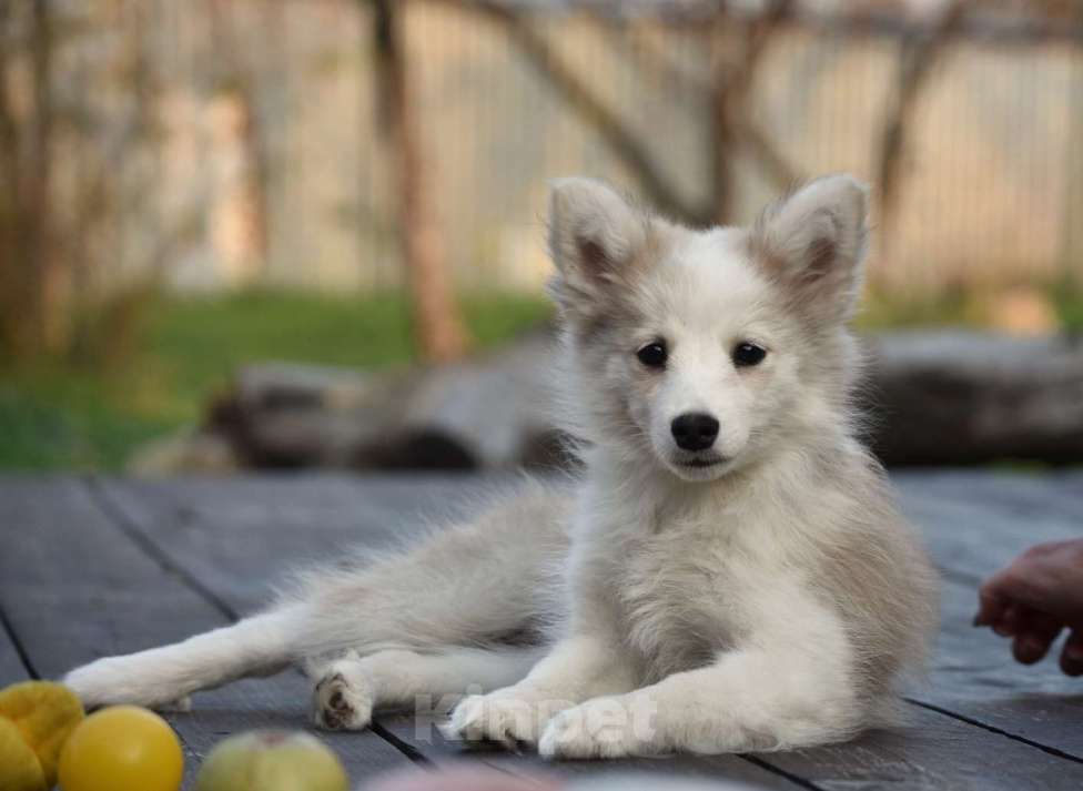 Собаки в Москве: Ненецкая оленегонная лайка, сука Дежавю. Девочка, 60 000 руб. - фото 4