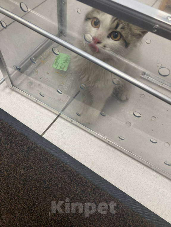 Кошки в Москве: Кася. Кассандра. Кассиопея! Девочка, Бесплатно - фото 7