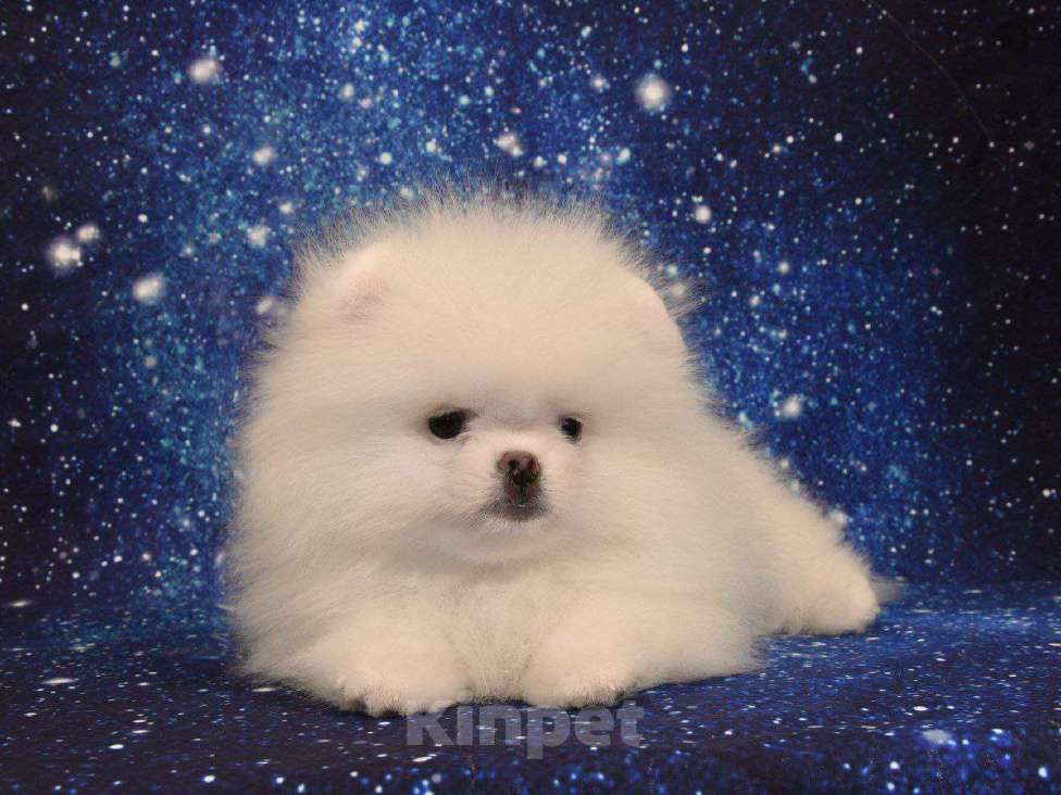 Собаки в Москве: Померанский карликовый шпиц Девочка, 35 000 руб. - фото 1