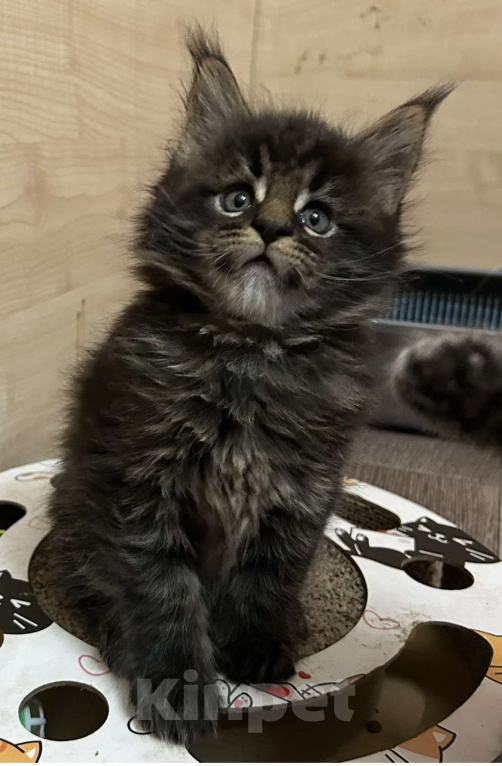Кошки в Твери: мейн кун котята Мальчик, 40 000 руб. - фото 3
