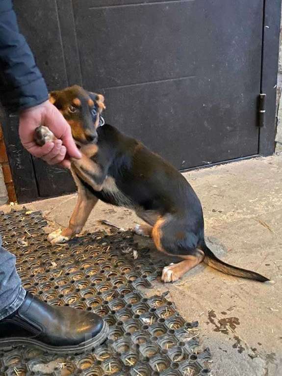 Собаки в Москве: Милейшая обаяшка девочка-щенок Люси ищет дом Девочка, Бесплатно - фото 6