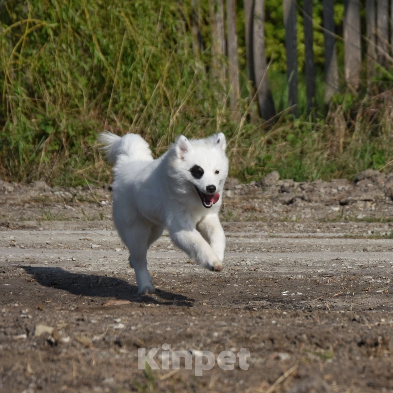 Собаки в Москве: Ненецкая оленегонная лайка, сука Хотару. Девочка, 50 000 руб. - фото 3