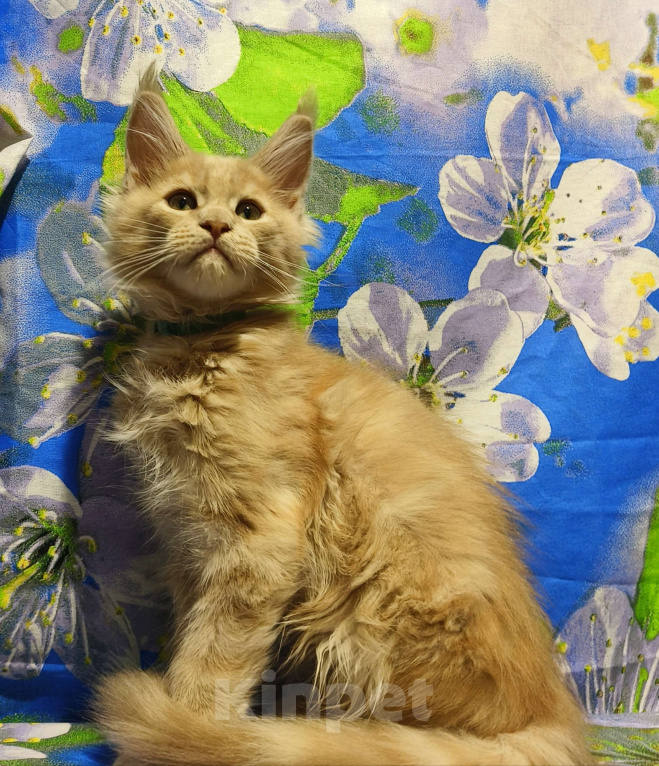 Кошки в Москве: Мейн-Кун Мальчик Мальчик, 70 000 руб. - фото 2