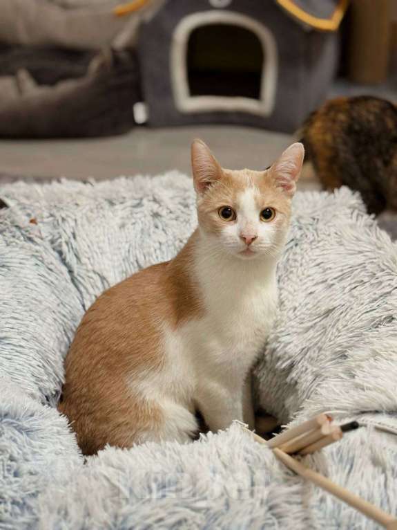 Кошки в Балашихе: Ям Мальчик, Бесплатно - фото 2