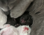 Кошки в Пензе: Белый мальчик Мальчик, Бесплатно - фото 2