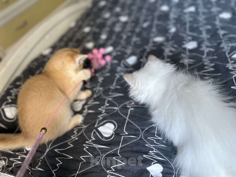 Кошки в Москве: Девочка Золотая шиншилла  Девочка, 50 000 руб. - фото 5