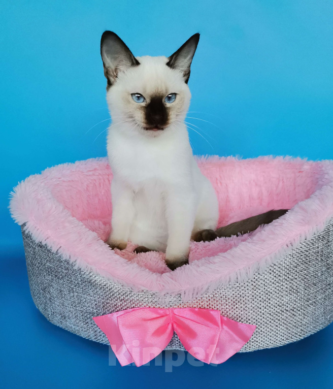 Кошки в Москве: Тайские котята из питомника Topaze De Lux  Девочка, Бесплатно - фото 3