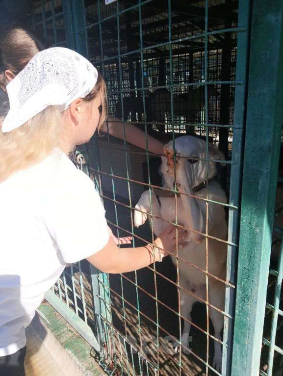 Собаки в других городах Краснодарского края: Беляш из приюта Поводог Сочи с возможностью отправки к Вам Мальчик, Бесплатно - фото 2