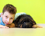 Собаки в Котельнике: Красивые щенки, 35 000 руб. - фото 6