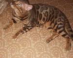 Кошки в Дмитровске: Бенгальский кот вязка., 5 000 руб. - фото 4