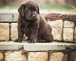 Собаки в Москве: Лабрадор шоколадный, девочка мальчик, РКФ Мальчик, 60 000 руб. - фото 6