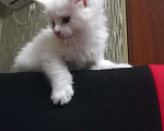 Кошки в Омутнинске: Котята Мейн- кун, 8 000 руб. - фото 2