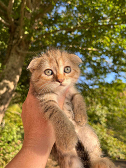 Объявление: Шотландский котенок, 15 000 руб., Геленджик