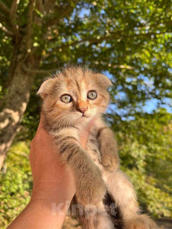 Кошки в Геленджике: Шотландский котенок Мальчик, 15 000 руб. - фото 1