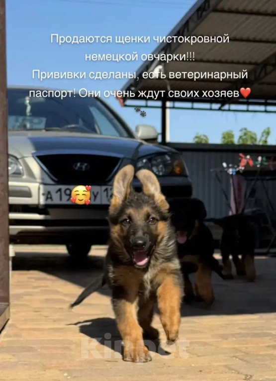 Собаки в Приморско-Ахтарске: Продаются щенки немецкой овчарки. Мальчик, Бесплатно - фото 7