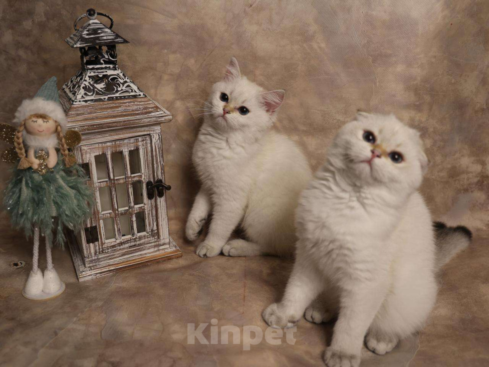 Кошки в Москве: Шотландский вислоухий короткошёрстный котёнок Мальчик, 50 000 руб. - фото 8