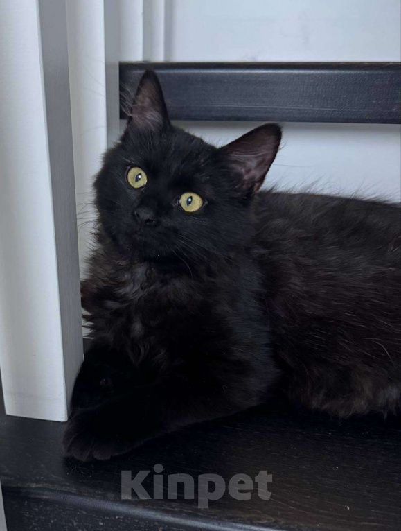 Кошки в Москве: Маленькая пушистая Совушка ищет маму-папу Девочка, Бесплатно - фото 1