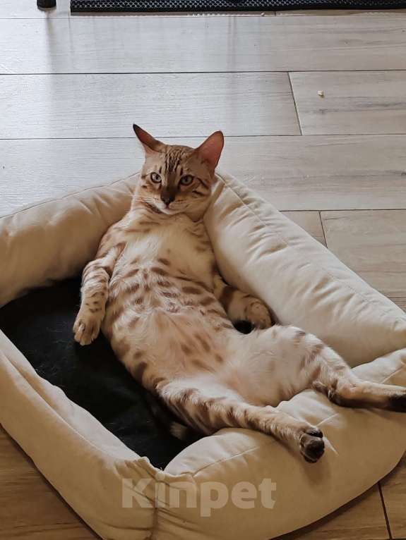 Кошки в Москве: Бенгальский мальчик (окрас Минк) с родословной Мальчик, 70 000 руб. - фото 2