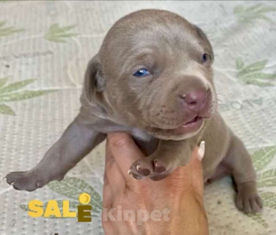 Собаки в других городах Калужской области: Щенки прайтер девочки  Девочка, 120 000 руб. - фото 3