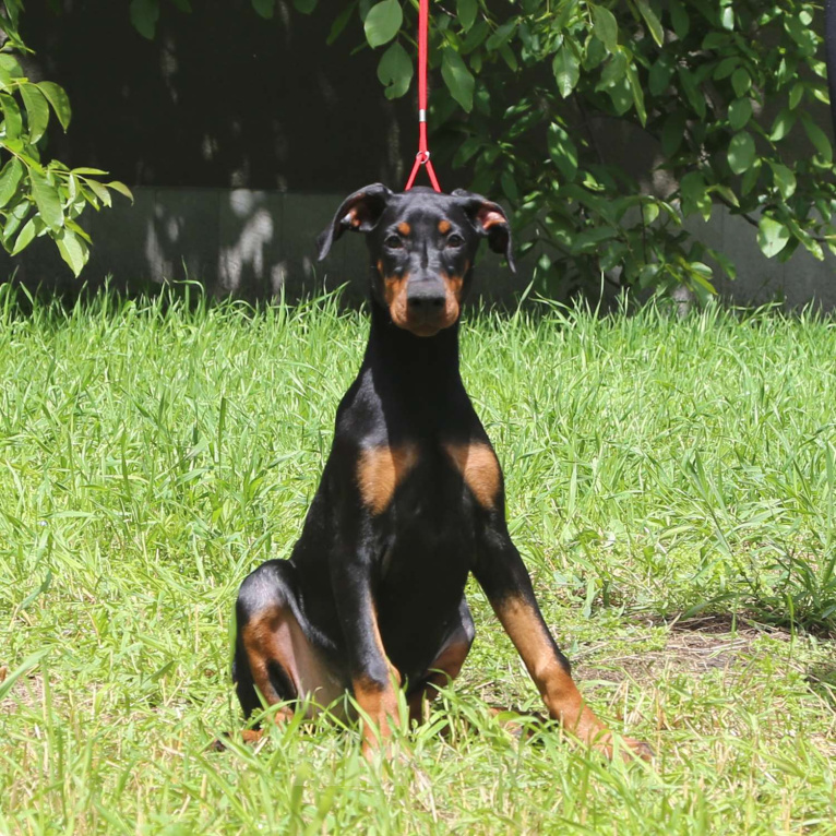 Собаки в Нальчике: Породистые щенки добермана с документами РКФ Девочка, 55 000 руб. - фото 2