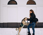 Собаки в Москве: Мечтательная леди Эс в поиске семьи  Девочка, Бесплатно - фото 3