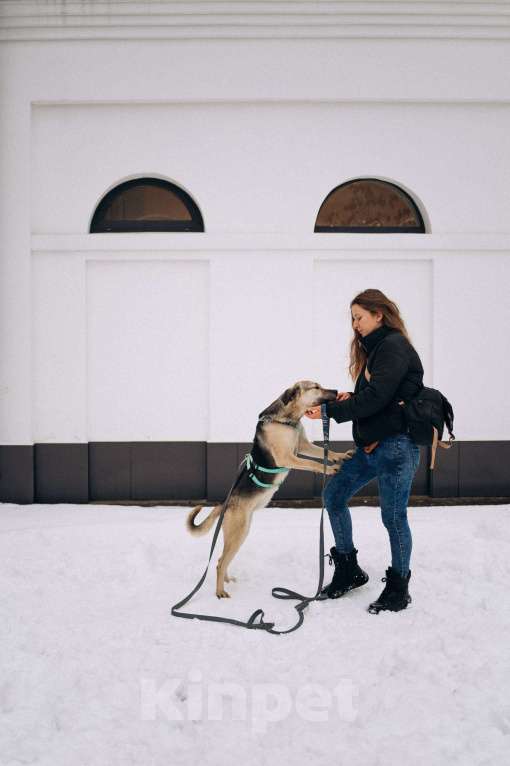 Собаки в Москве: Мечтательная леди Эс в поиске семьи  Девочка, Бесплатно - фото 3