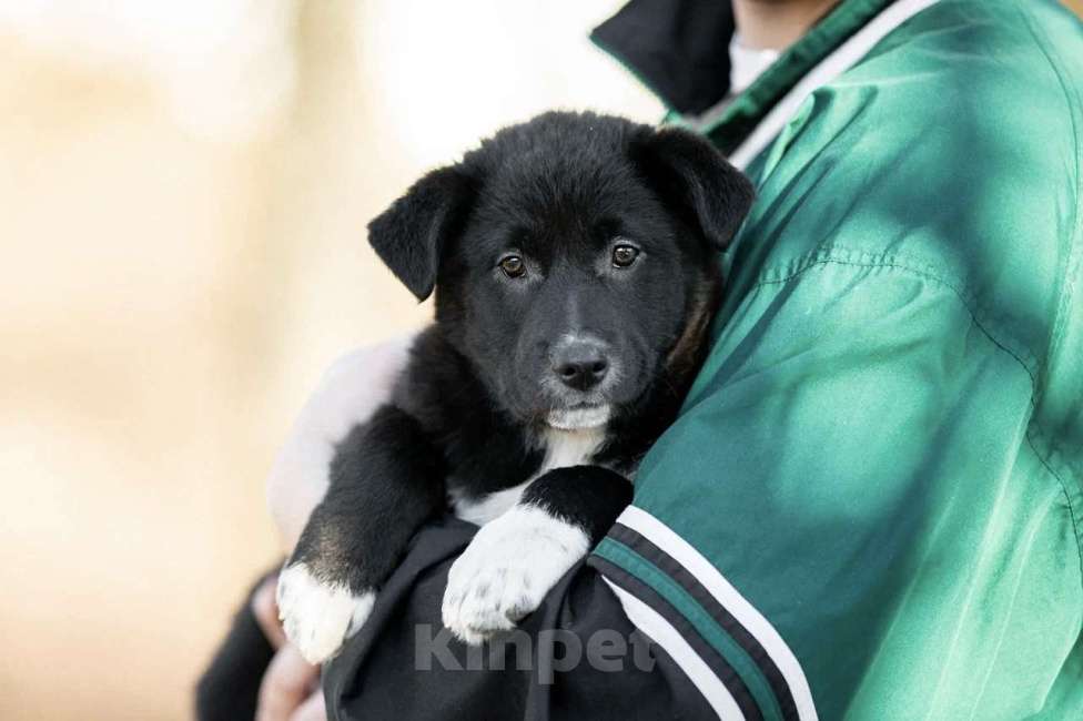 Собаки в Москве: Марко ищет дом  Мальчик, Бесплатно - фото 5