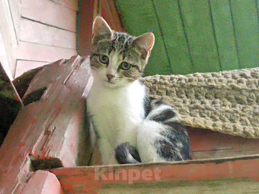Кошки в Москве: Очень нужен дом для двух котят,замерзающих на дачах Мальчик, Бесплатно - фото 6