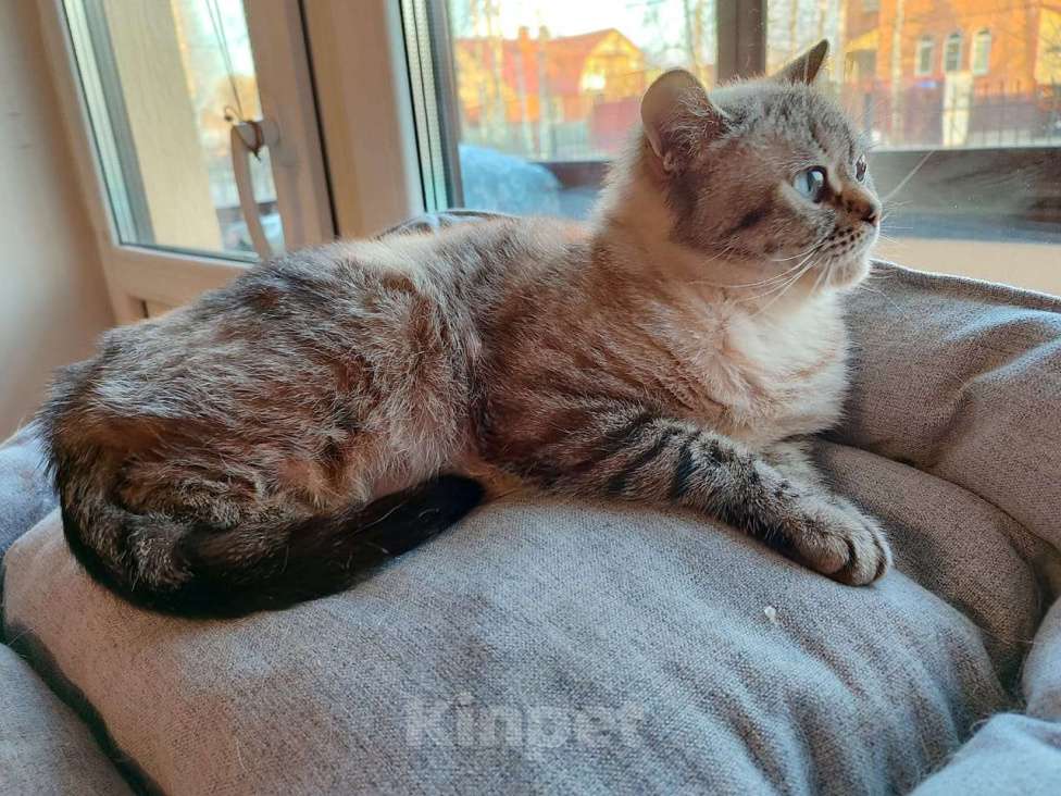 Кошки в Москве: Британцы Девочка, 30 000 руб. - фото 3