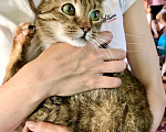 Кошки в Москве: Необычная кошка Беатриче, ласковая и трогательная. В добрые руки  Девочка, Бесплатно - фото 7