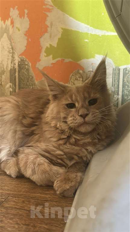 Кошки в Дмитрове: Мальчик мейн-кун Мальчик, 20 000 руб. - фото 3