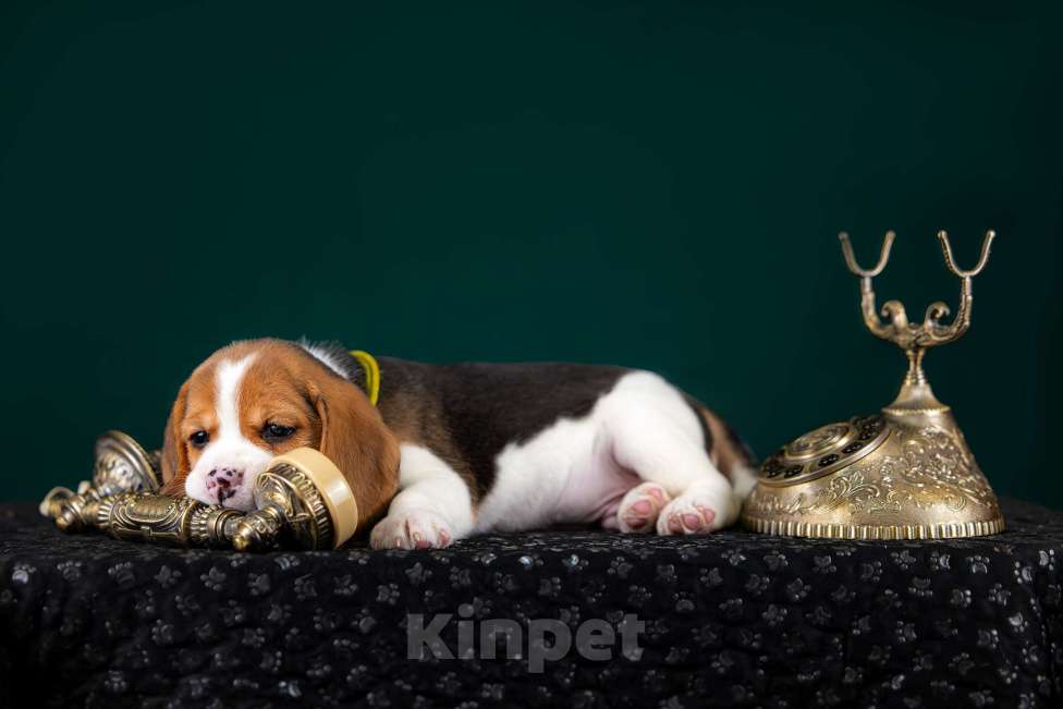 Собаки в Москве: Щенок Бигль, питомник РКФ Мальчик, 60 000 руб. - фото 9