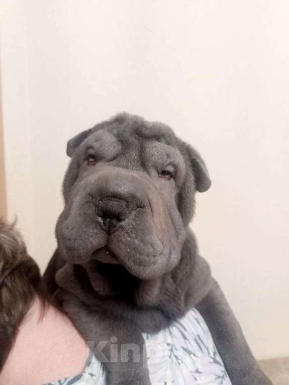 Собаки в Омске: Шарпей, щенок Девочка, Бесплатно - фото 3
