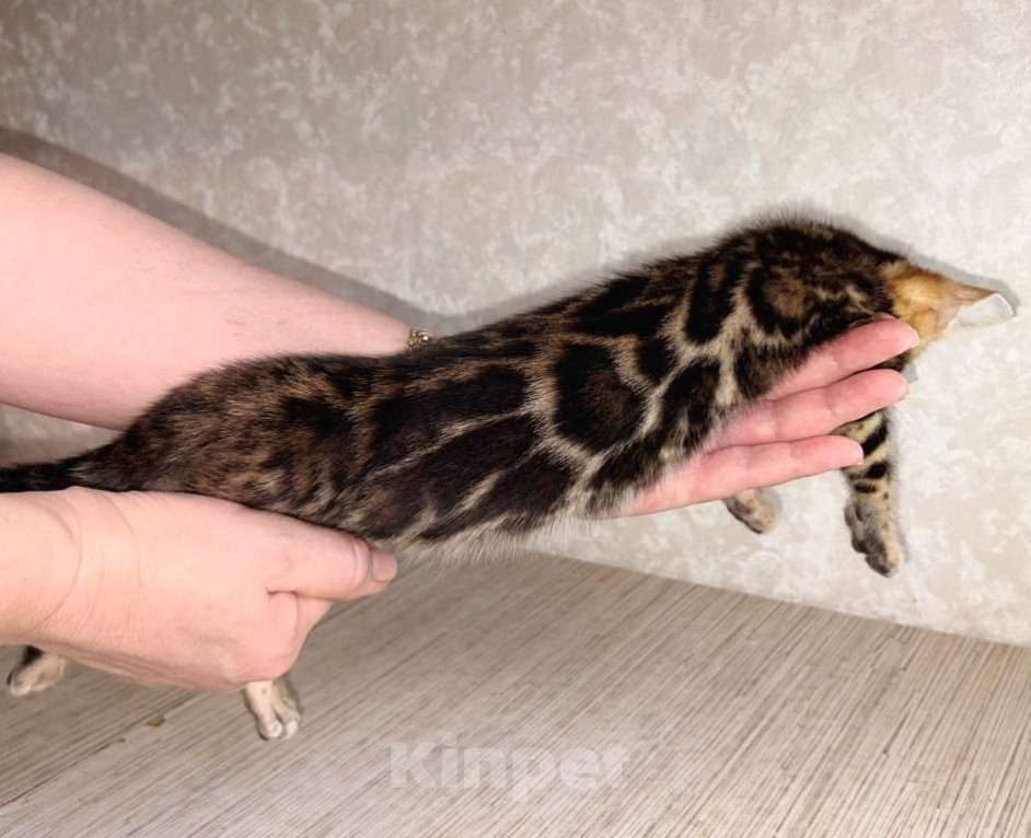 Кошки в Москве: Клубные бенгальские котята - девочка Девочка, 50 000 руб. - фото 2