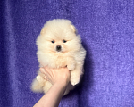 Собаки в Москве: Девочка крем Девочка, 30 000 руб. - фото 1