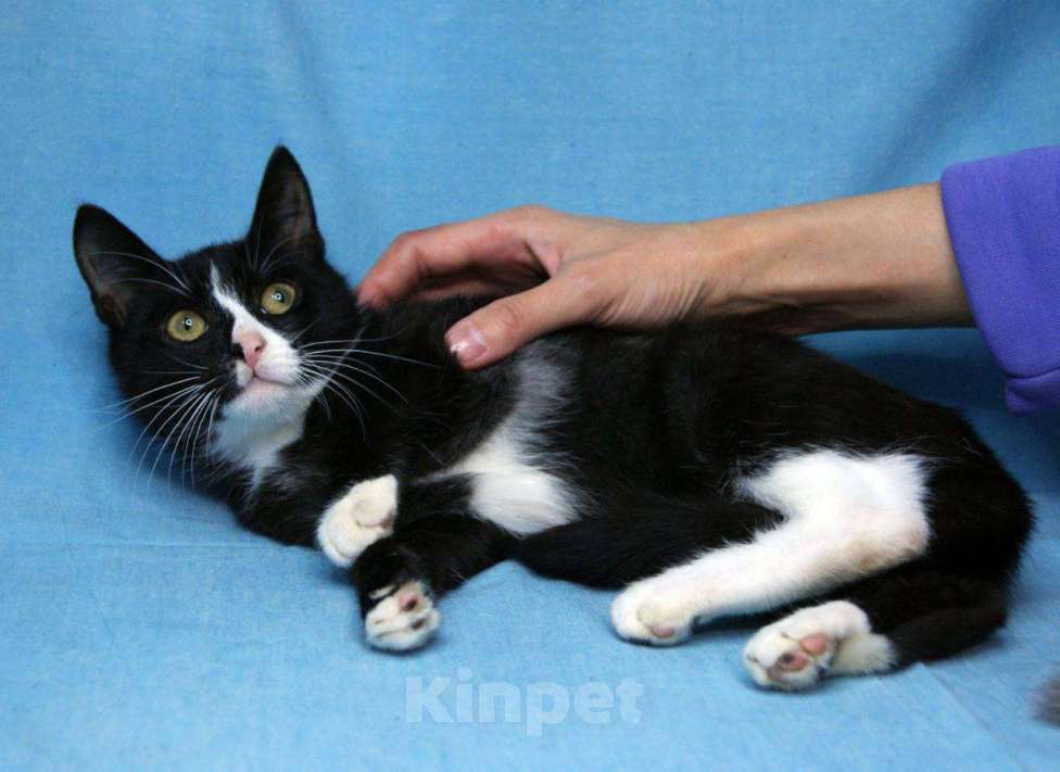 Кошки в Москве: котенок Тоша ищет дом Мальчик, Бесплатно - фото 5