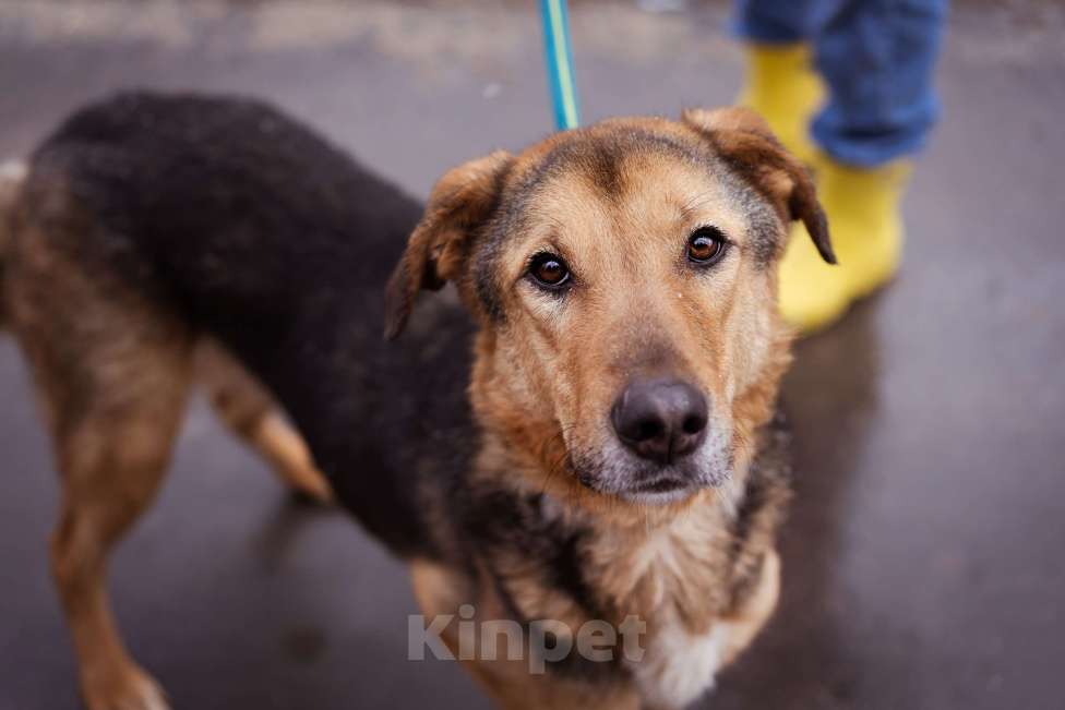 Собаки в Москве: Пёсик без одной лапки в добрые руки Мальчик, Бесплатно - фото 9