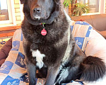Собаки в Москве: Черная собачка Машенька в добрые руки Девочка, 1 руб. - фото 6