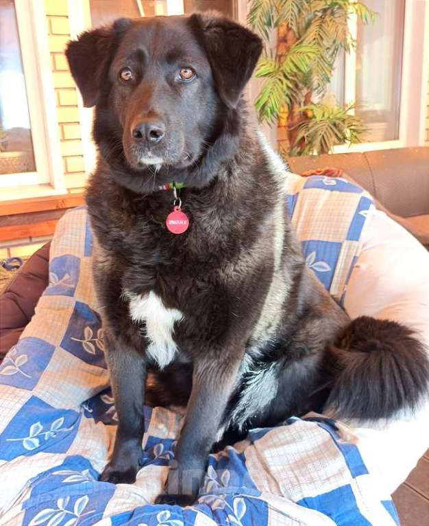 Собаки в Москве: Черная собачка Машенька в добрые руки Девочка, 1 руб. - фото 6