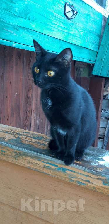 Кошки в Ульяновске: Отдам в заботливые ручки кошечку. Девочка, Бесплатно - фото 5