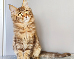 Кошки в Москве: Котенок Мейн-Кун Девочка Девочка, 45 000 руб. - фото 5