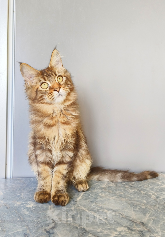 Кошки в Москве: Котенок Мейн-Кун Девочка Девочка, 45 000 руб. - фото 5