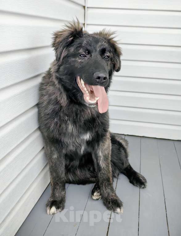 Собаки в Москве: Шикарный щенок мальчик бесплатно Мальчик, Бесплатно - фото 1